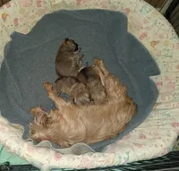 Liam green collar, a male Brussels Griffon for sale in Berkeley Springs, WV – Photo 3 of 4