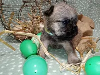 Liam green collar, a male Brussels Griffon for sale in Berkeley Springs, WV – Photo 2 of 4