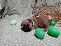 Liam green collar, a male Brussels Griffon for sale in Berkeley Springs, WV – Photo 4 of 4