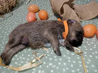 Rory orange collar, a male Brussels Griffon for sale in Berkeley Springs, WV – Photo 2 of 4