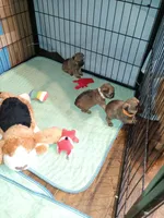 Rory orange collar, a male Brussels Griffon for sale in Berkeley Springs, WV – Photo 3 of 4