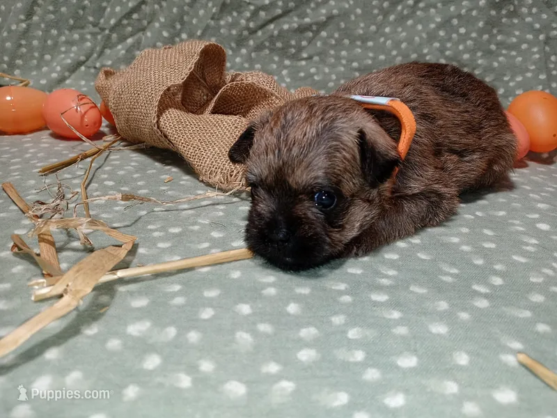 Rory orange collar – Brussels Griffon puppy for sale in Berkeley Springs, WV