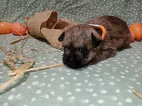 Rory orange collar, a male Brussels Griffon for sale in Berkeley Springs, WV – Photo 1 of 4