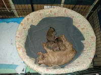 Rory orange collar, a male Brussels Griffon for sale in Berkeley Springs, WV – Photo 4 of 4