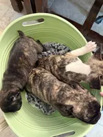 LuLu, a female Frenchton for sale in San Antonio, TX – 3 of 3