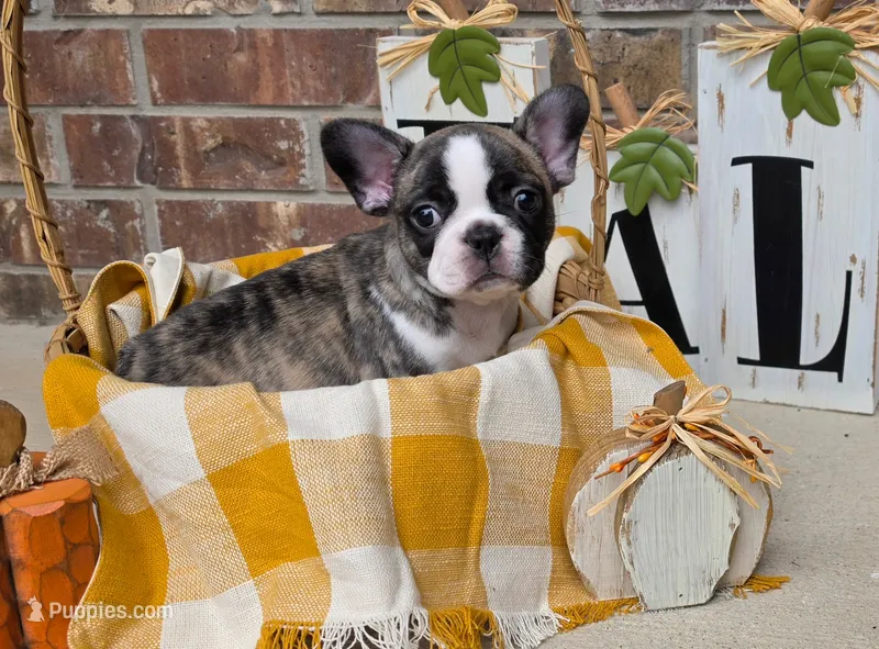Wallie – Frenchton puppy for sale in San Antonio, TX