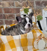 Wallie, a male Frenchton for sale in San Antonio, TX – 2 of 3