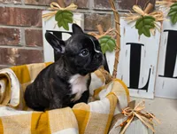 Tilly, a female Frenchton for sale in San Antonio, TX – 3 of 3