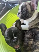 Tilly, a female Frenchton for sale in San Antonio, TX – 2 of 3