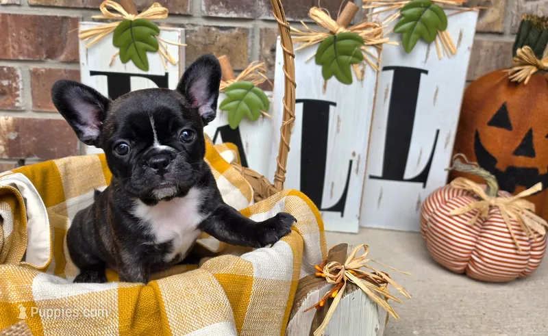 Tilly – Frenchton puppy for sale in San Antonio, TX