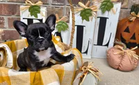 Tilly, a female Frenchton for sale in San Antonio, TX – 1 of 3