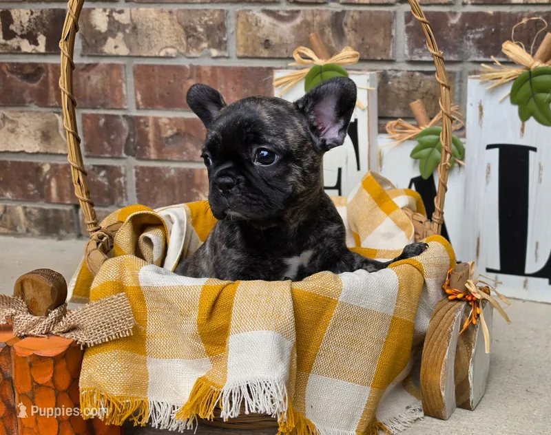 LuLu – Frenchton puppy for sale in San Antonio, TX