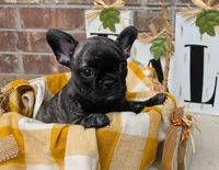 LuLu, a female Frenchton for sale in San Antonio, TX – 2 of 3