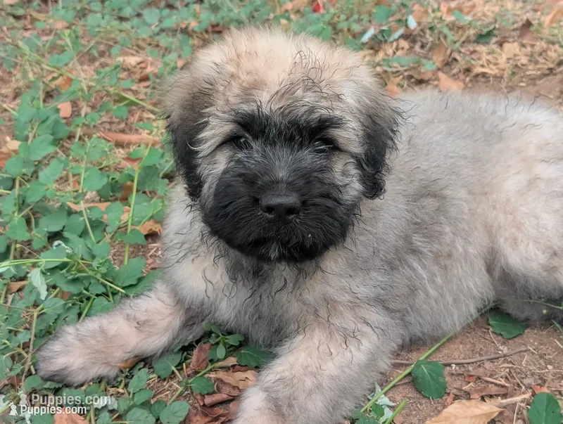 Cuddler – Bouvier des Flandres puppy for sale in Waddell, AZ