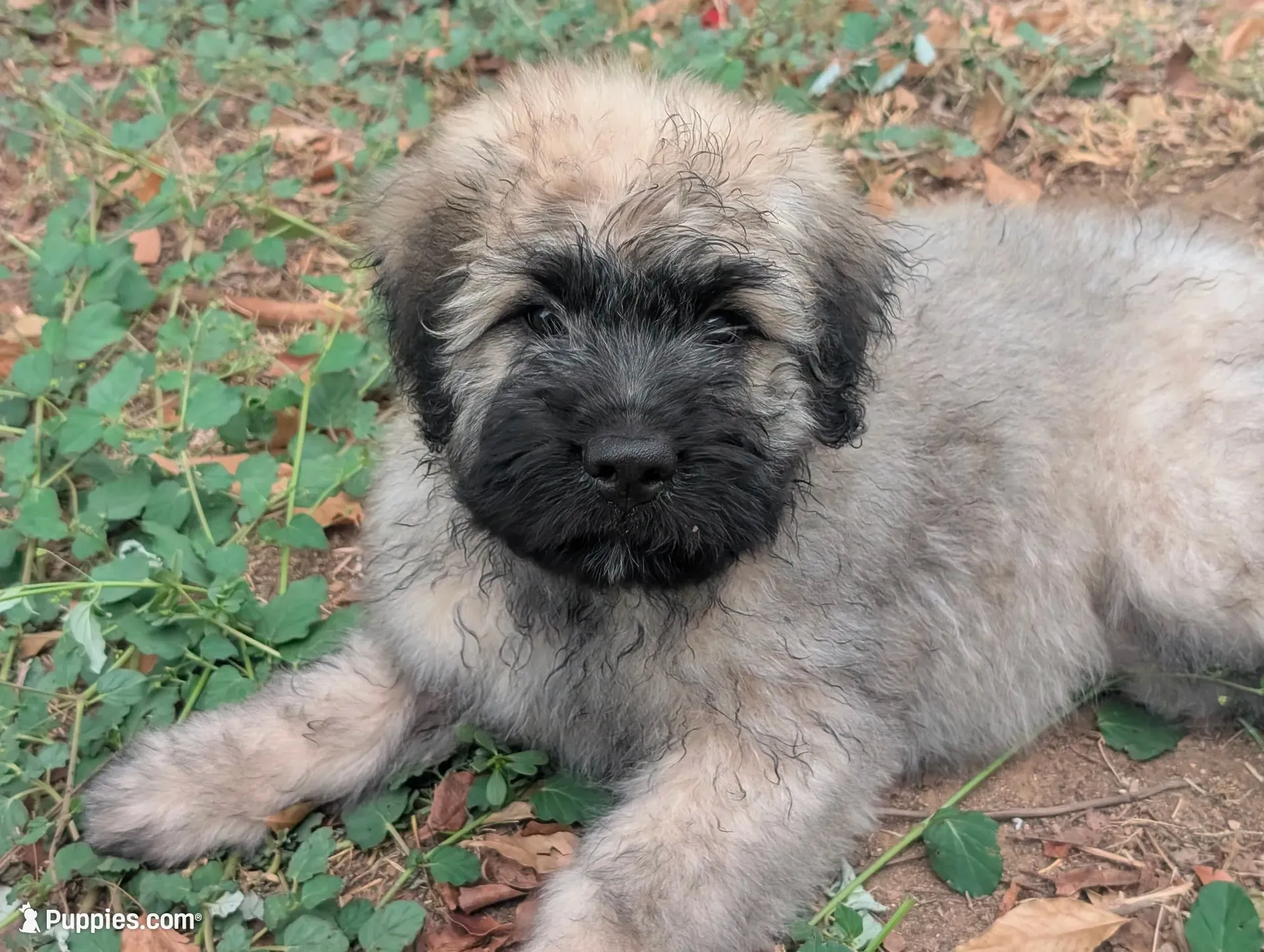 Cuddler, a female Bouvier des Flandres for sale in Waddell, AZ – 1 of 5