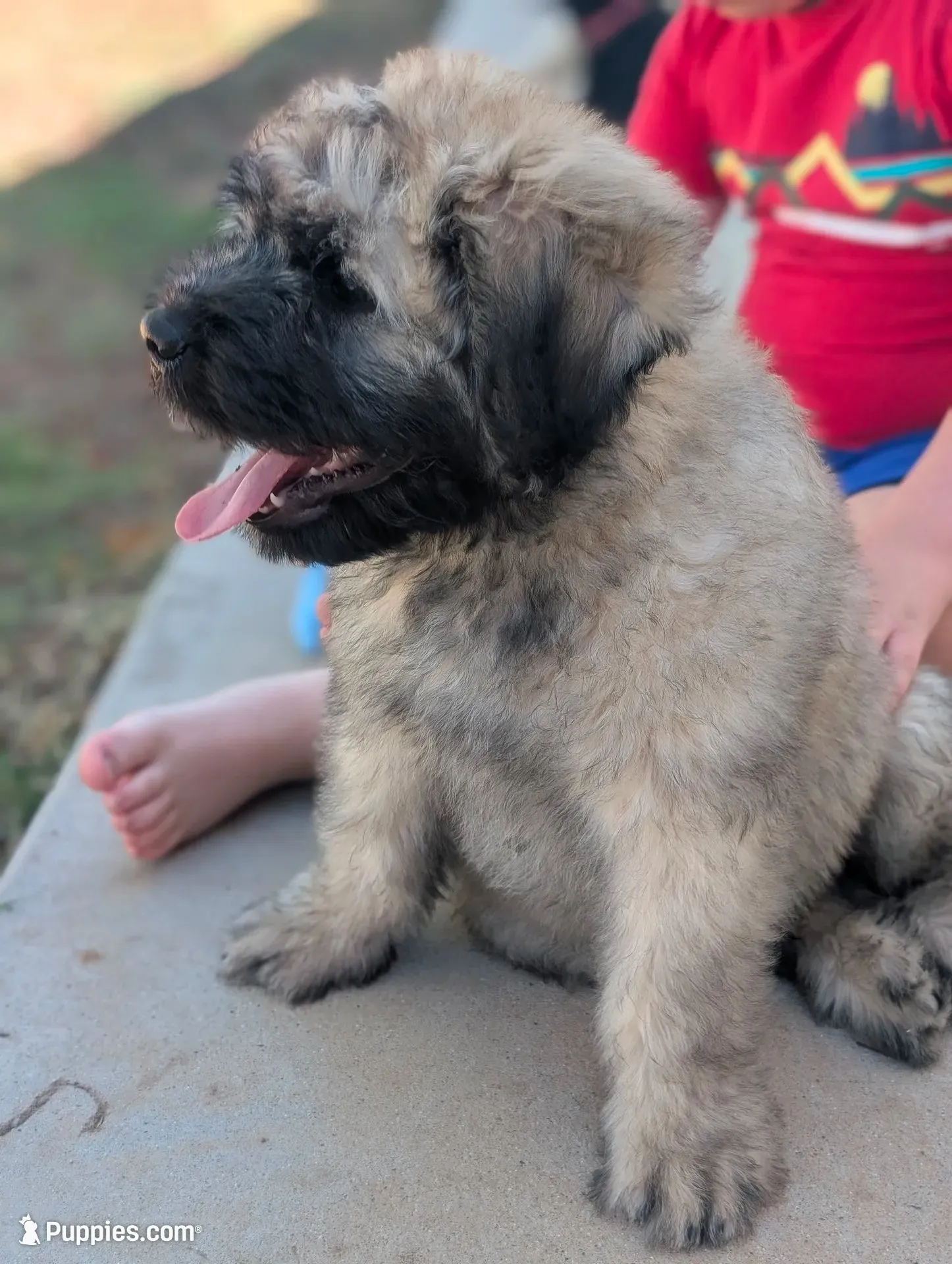Cuddler, a female Bouvier des Flandres for sale in Waddell, AZ – 2 of 5