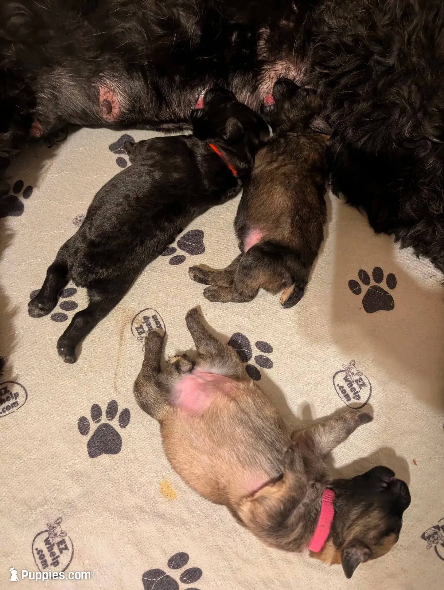 Cuddler, a female Bouvier des Flandres for sale in Waddell, AZ – 5 of 5