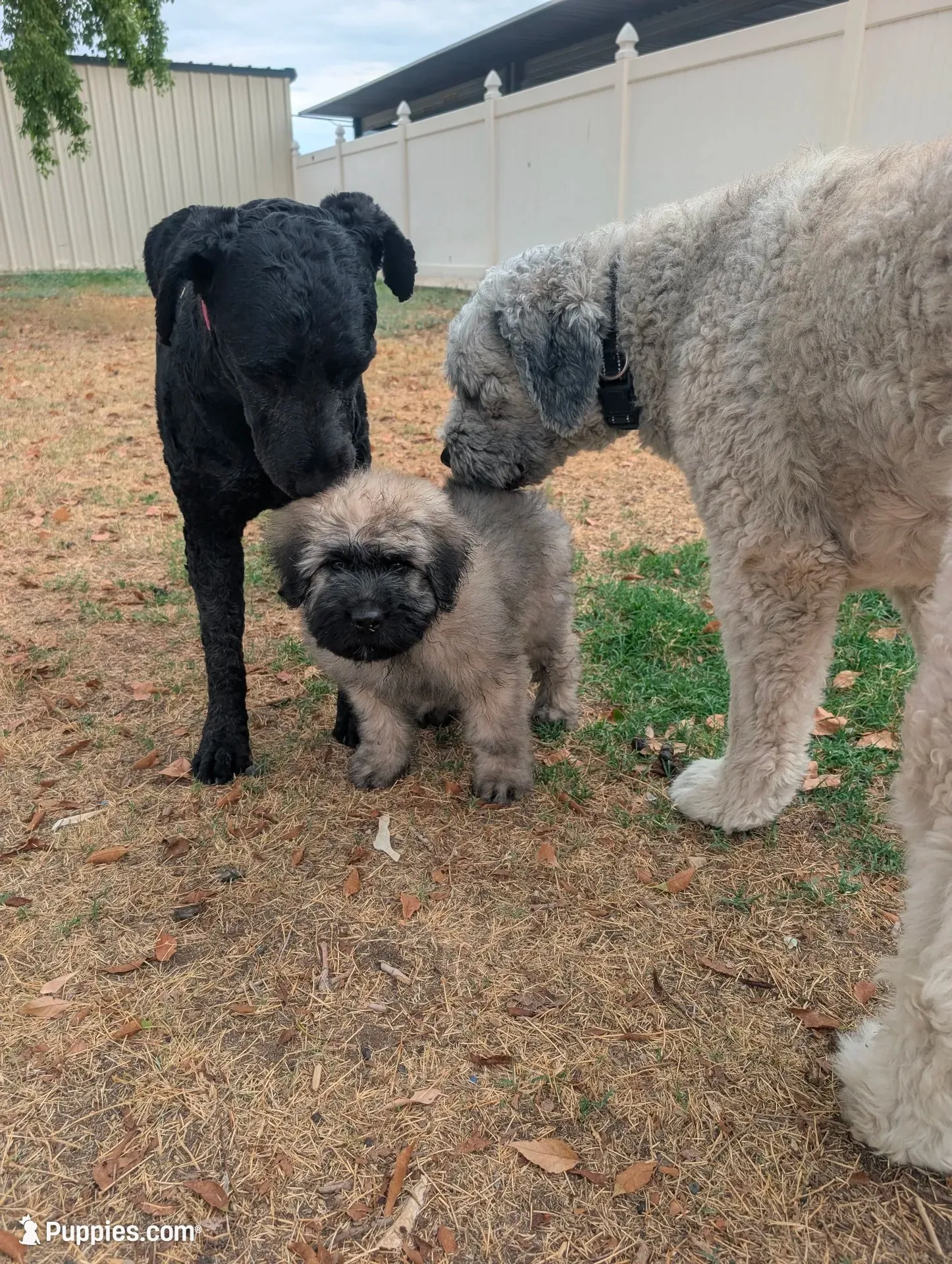 Cuddler, a female Bouvier des Flandres for sale in Waddell, AZ – 4 of 5