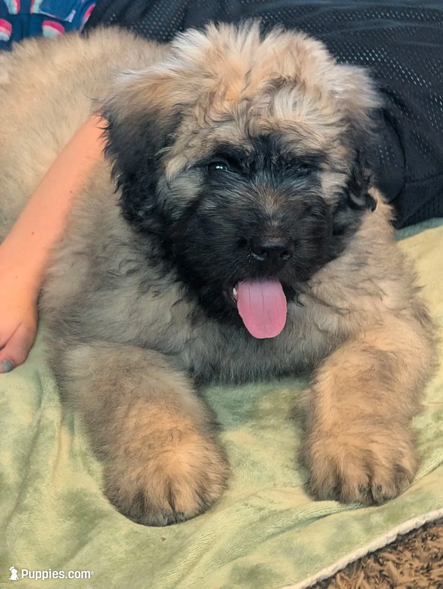 Cuddler, a female Bouvier des Flandres for sale in Waddell, AZ – 3 of 5