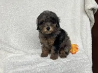 Carmel , a female Poodle - Miniature  for sale in Odon, IN – 3 of 4