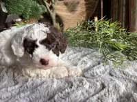 Bill, a male Poodle - Toy  for sale in Odon, IN – Photo 1 of 4