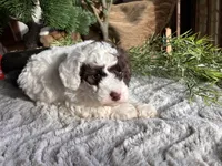 Bill, a male Poodle - Toy  for sale in Odon, IN – Photo 4 of 4