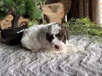 Bill, a male Poodle - Toy  for sale in Odon, IN – Photo 2 of 4