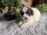 Bill, a male Poodle - Toy  for sale in Odon, IN – Photo 3 of 4