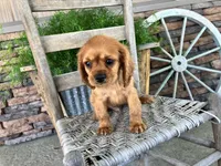 Brice, a male Cavalier King Charles Spaniel for sale in Odon, IN – 5 of 5