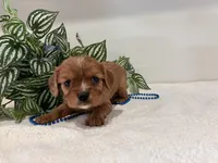 Larry, a male Cavalier King Charles Spaniel for sale in Odon, IN – Photo 1 of 3