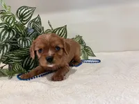 Larry, a male Cavalier King Charles Spaniel for sale in Odon, IN – Photo 2 of 3