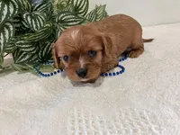 Larry, a male Cavalier King Charles Spaniel for sale in Odon, IN – Photo 3 of 3