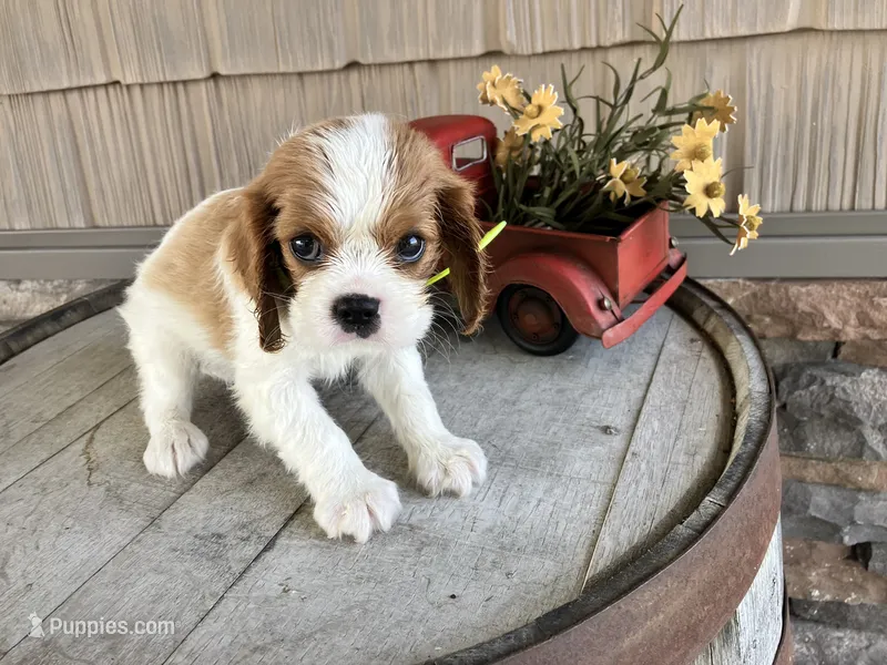 Betty – Cavalier King Charles Spaniel puppy for sale in Odon, IN