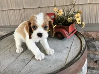 Betty, a female Cavalier King Charles Spaniel for sale in Odon, IN – 1 of 5
