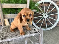 Bryant, a male Cavalier King Charles Spaniel for sale in Odon, IN – 2 of 5