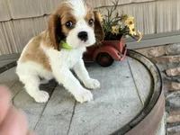 Betty, a female Cavalier King Charles Spaniel for sale in Odon, IN – 5 of 5