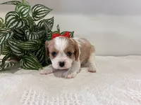 Luna, a female Cavalier King Charles Spaniel for sale in Odon, IN – Photo 2 of 3