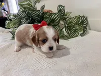 Luna, a female Cavalier King Charles Spaniel for sale in Odon, IN – Photo 1 of 3