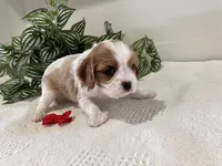 Luna, a female Cavalier King Charles Spaniel for sale in Odon, IN – Photo 3 of 3