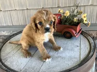 Brian, a male Cavalier King Charles Spaniel for sale in Odon, IN – 2 of 5