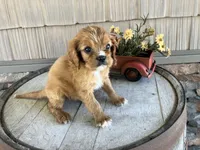 Brian, a male Cavalier King Charles Spaniel for sale in Odon, IN – 3 of 5