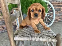 Brent, a male Cavalier King Charles Spaniel for sale in Odon, IN – 4 of 5
