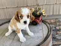 Brin, a female Cavalier King Charles Spaniel for sale in Odon, IN – 3 of 4