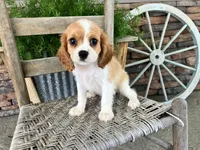 Bill, a male Cavalier King Charles Spaniel for sale in Odon, IN – 2 of 5