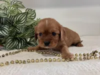 Lucy, a female Cavalier King Charles Spaniel for sale in Odon, IN – Photo 1 of 3