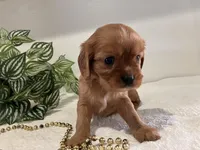 Lucy, a female Cavalier King Charles Spaniel for sale in Odon, IN – Photo 2 of 3