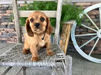 Bryant, a male Cavalier King Charles Spaniel for sale in Odon, IN – 4 of 5