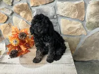 Candy, a female Poodle - Miniature  for sale in Odon, IN – 3 of 3