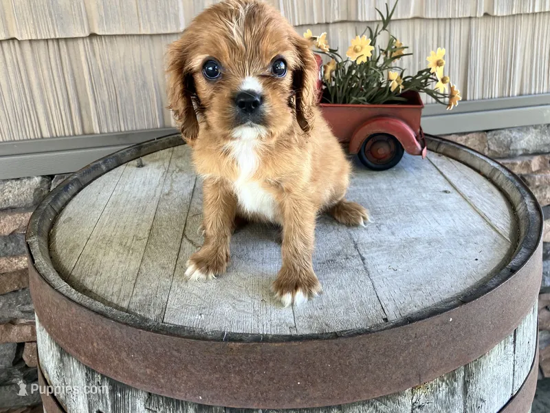 Brian – Cavalier King Charles Spaniel puppy for sale in Odon, IN