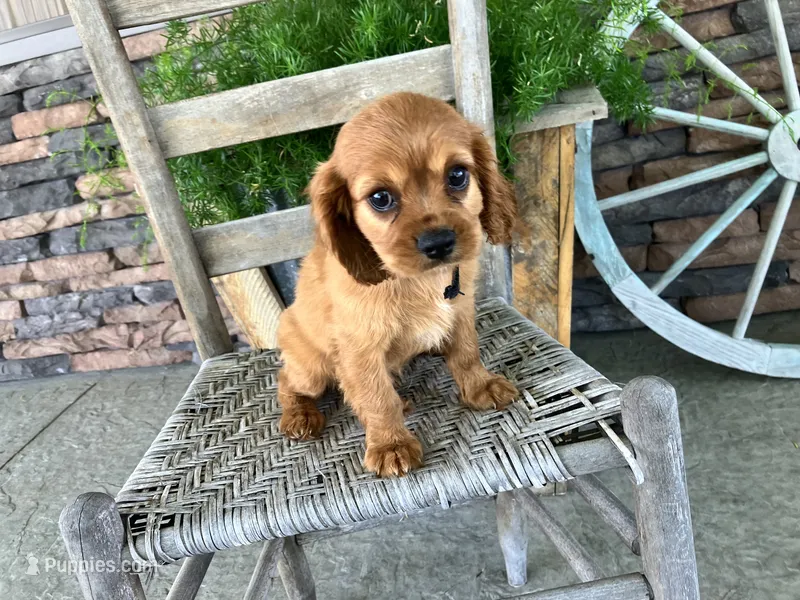 Bryant – Cavalier King Charles Spaniel puppy for sale in Odon, IN